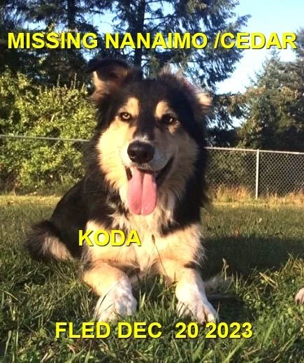 HAPPY ENDINGS - NANAIMO BC. / KODA / DEC. 20,, 2023