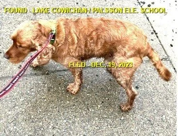 HAPPY ENDINGS - LAKE COWICHAN BC. / DEC. 19, 2023