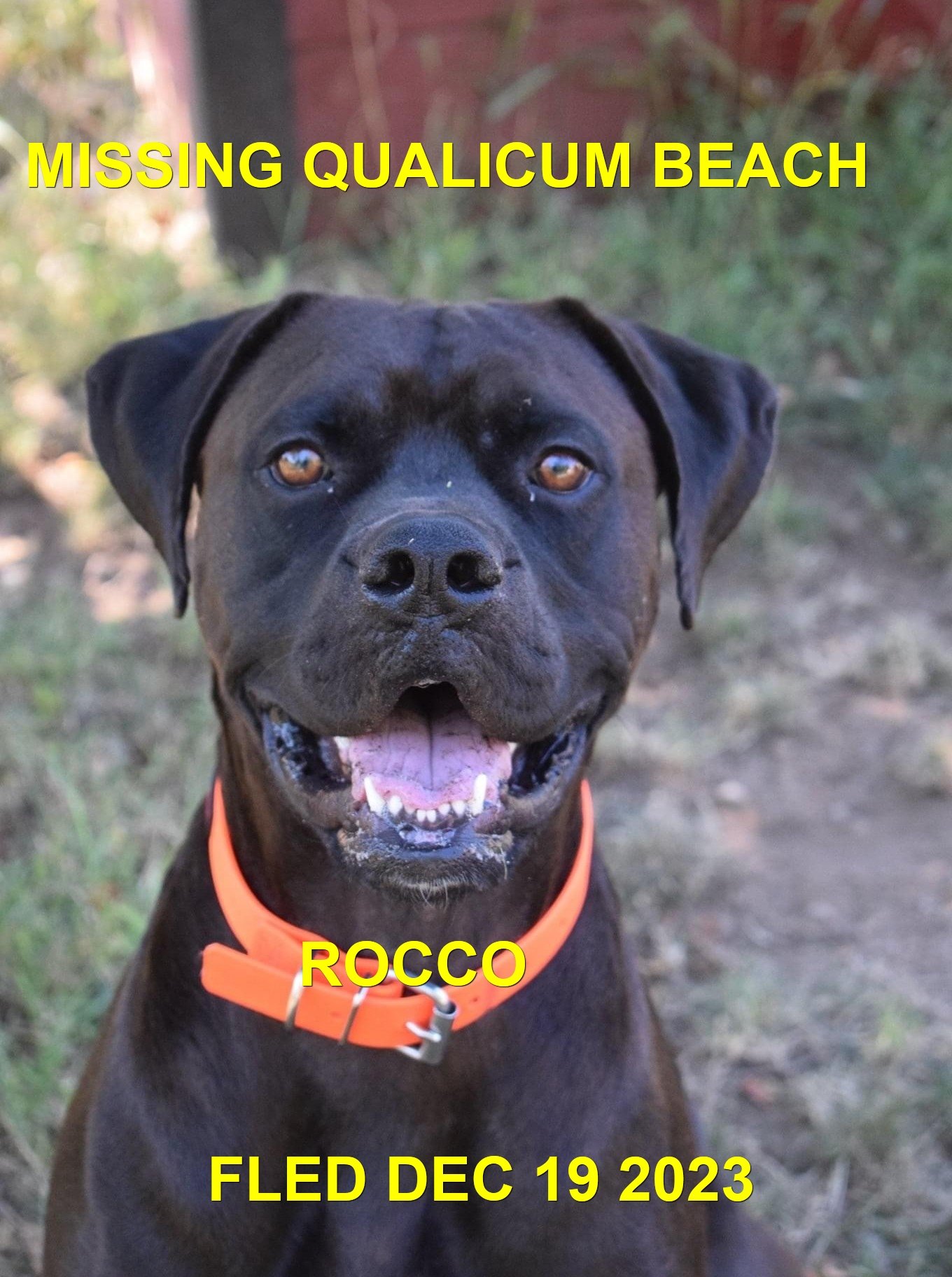 HAPPY ENDINGS - QUALICUM BEACH BC. / ROCCO / DEC. 19, 2023