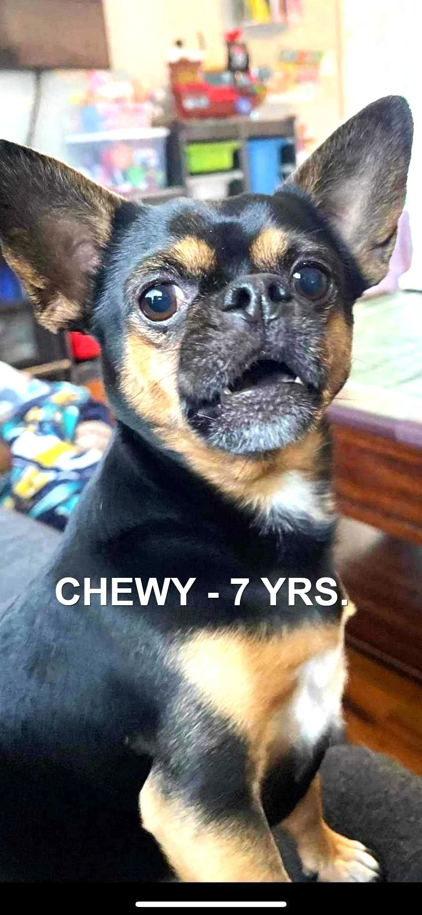 HAPPY ENDINGS - ESQUIMALT BC. / CHEWY / DEC. 15, 2023