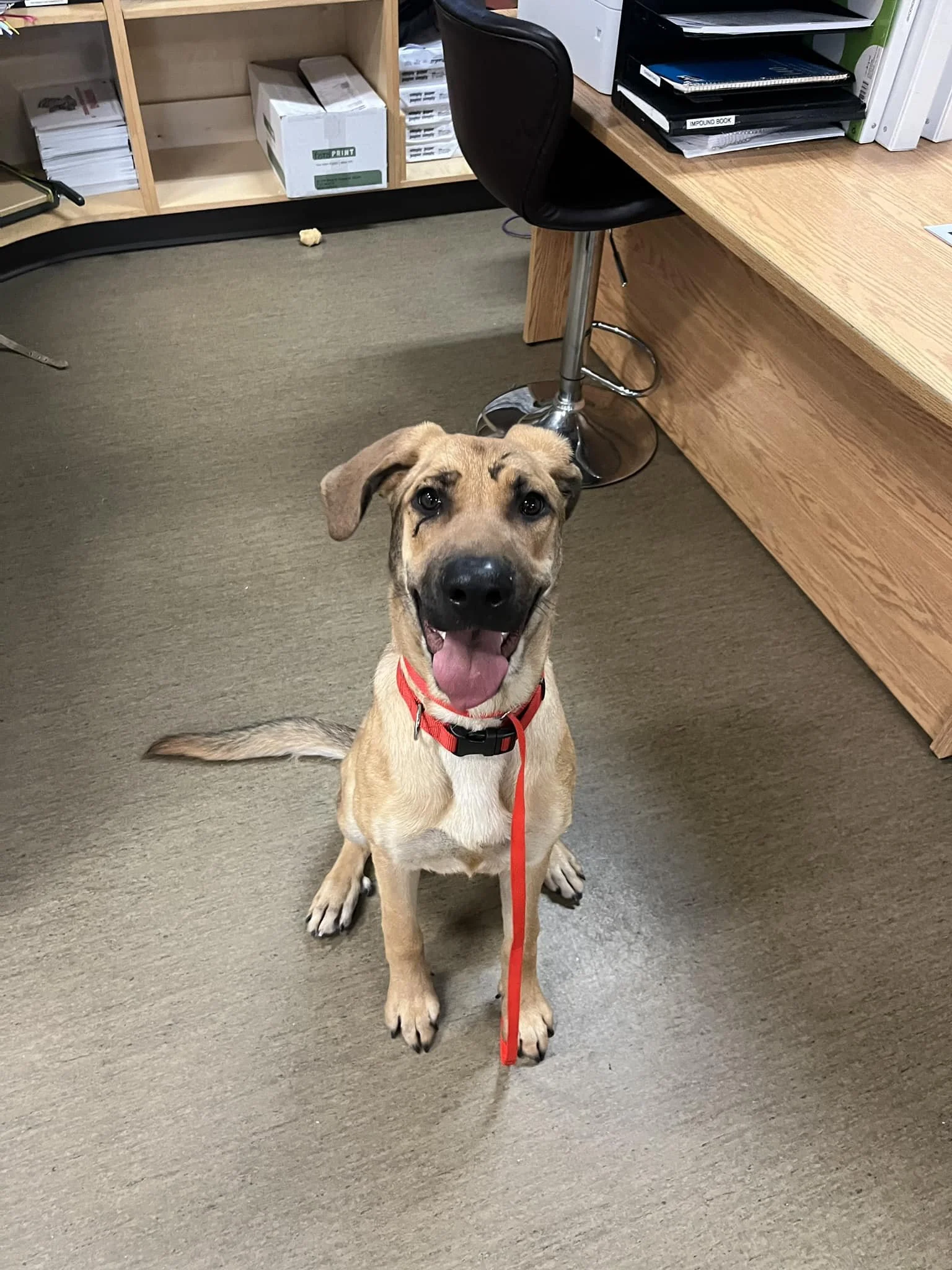 GONE TO SHELTER / HAPPY ENDINGS - NANAIMO BC. / JAN. 1, 2024