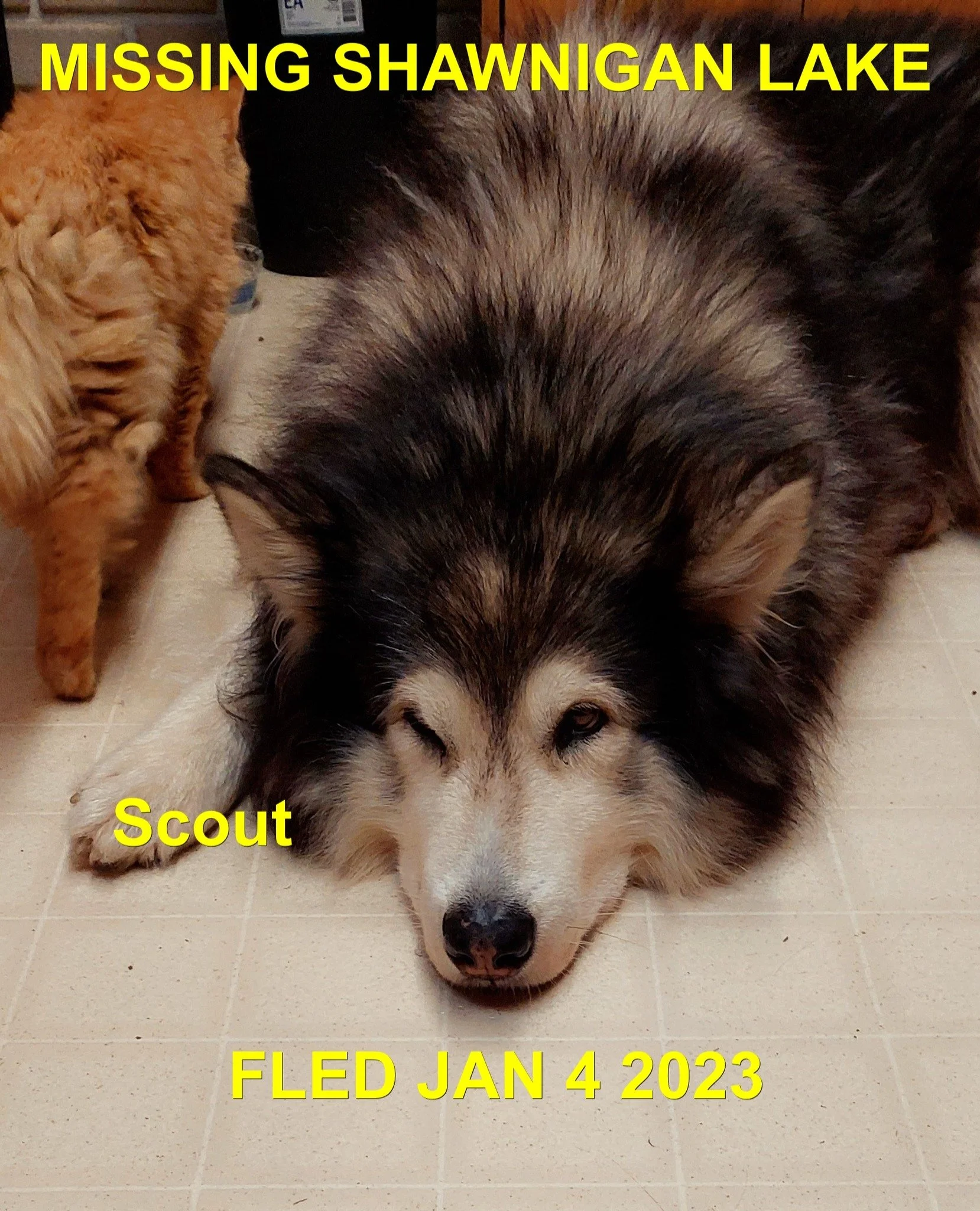 CAME HOME ON OWN  - SHAWNIGAN LAKE BC. / SCOUT / JAN. 4, 2024