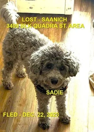 HAPPY ENDINGS - SAANICH BC. / SADIE / DEC 20, 2024 (Found 3 weeks later)