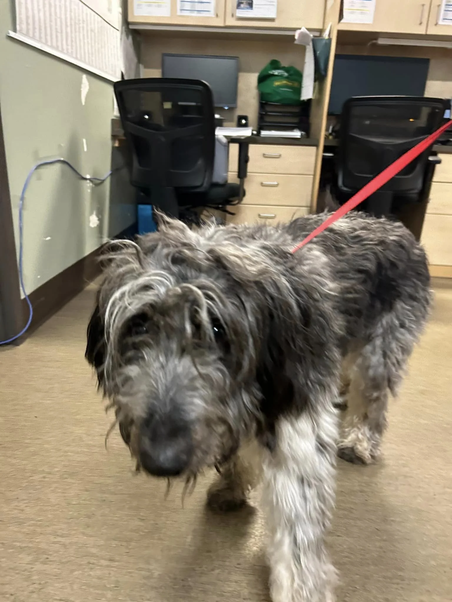 GONE TO SHELTER / HAPPY ENDING - NANAIMO BC. / FEB 14, 2024