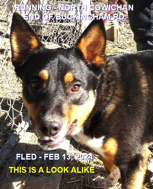 HAPPY ENDINGS - DUNCAN BC. / FEB. 13, 2024