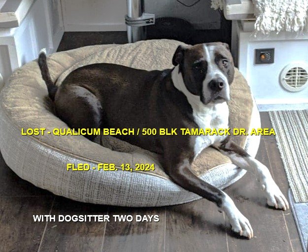 HAPPY ENDINGS - QUALICUM BEACH BC. / DEXTER / FEB. 13, 2024