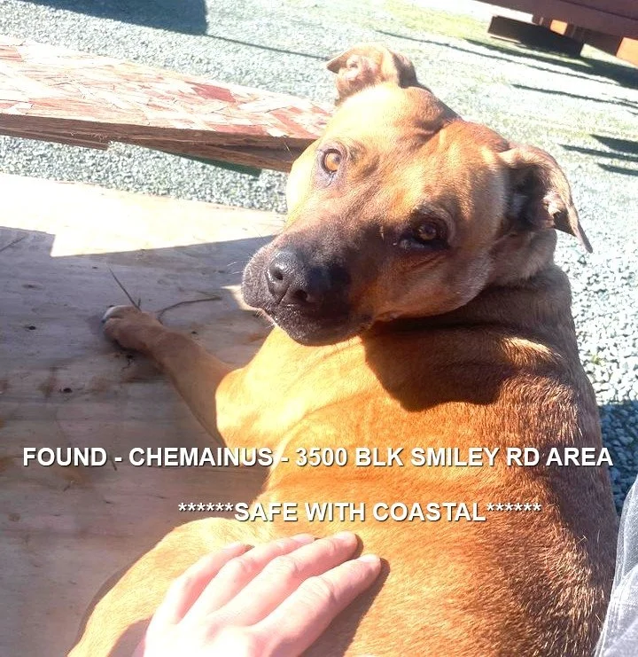 HAPPY ENDINGS - CHEMAINUS BC. / FEB 13, 2024