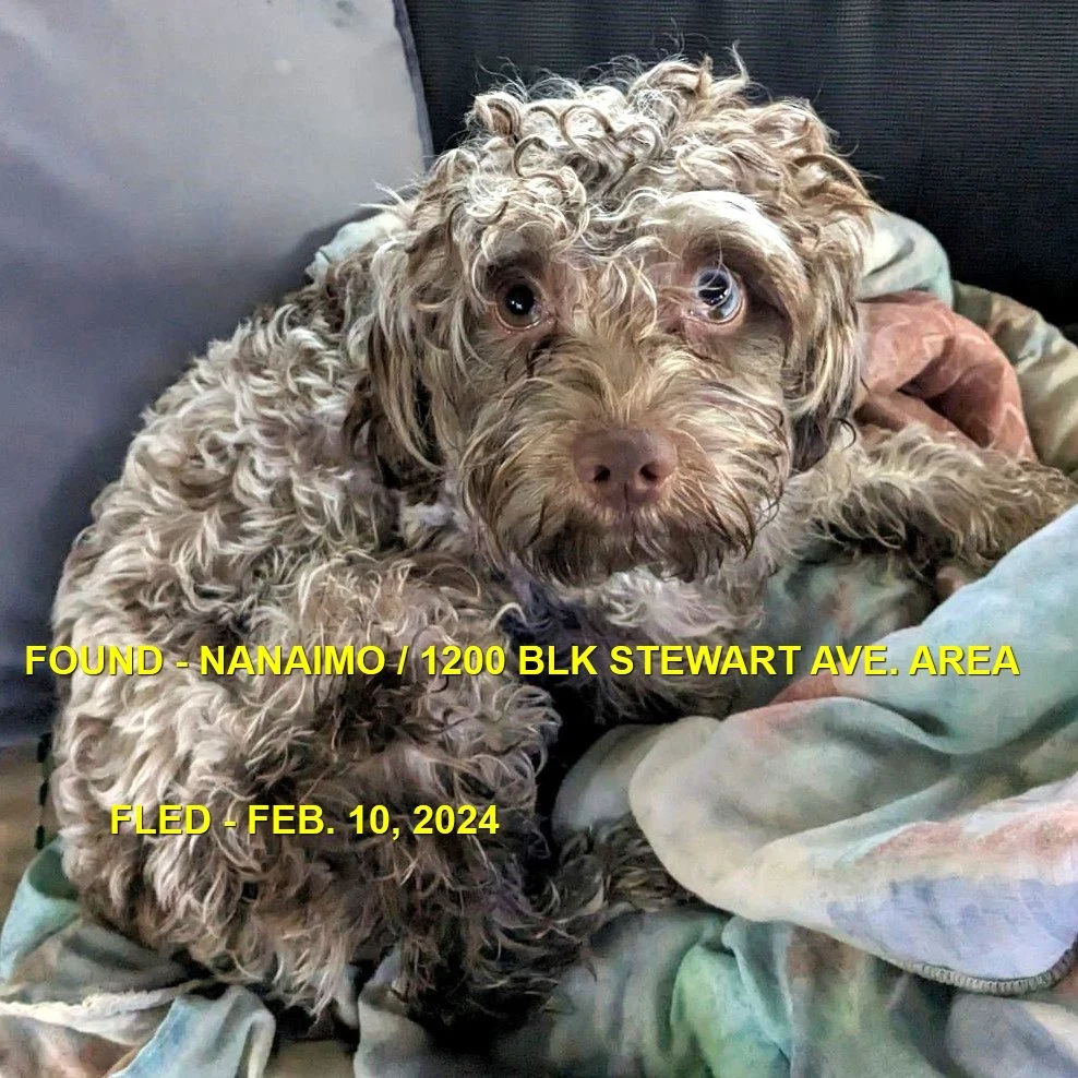 HAPPY ENDINGS - NANAIMO BC. / LOKI / FEB. 10, 2024