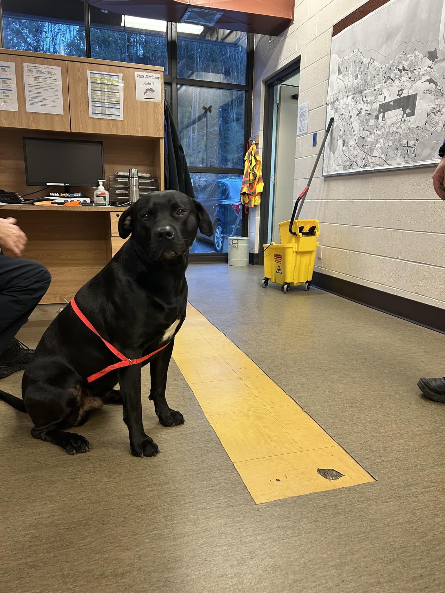GONE TO SHELTER / HAPPY ENDINGS - NANAIMO BC. / TYSON / FEB 12, 2024