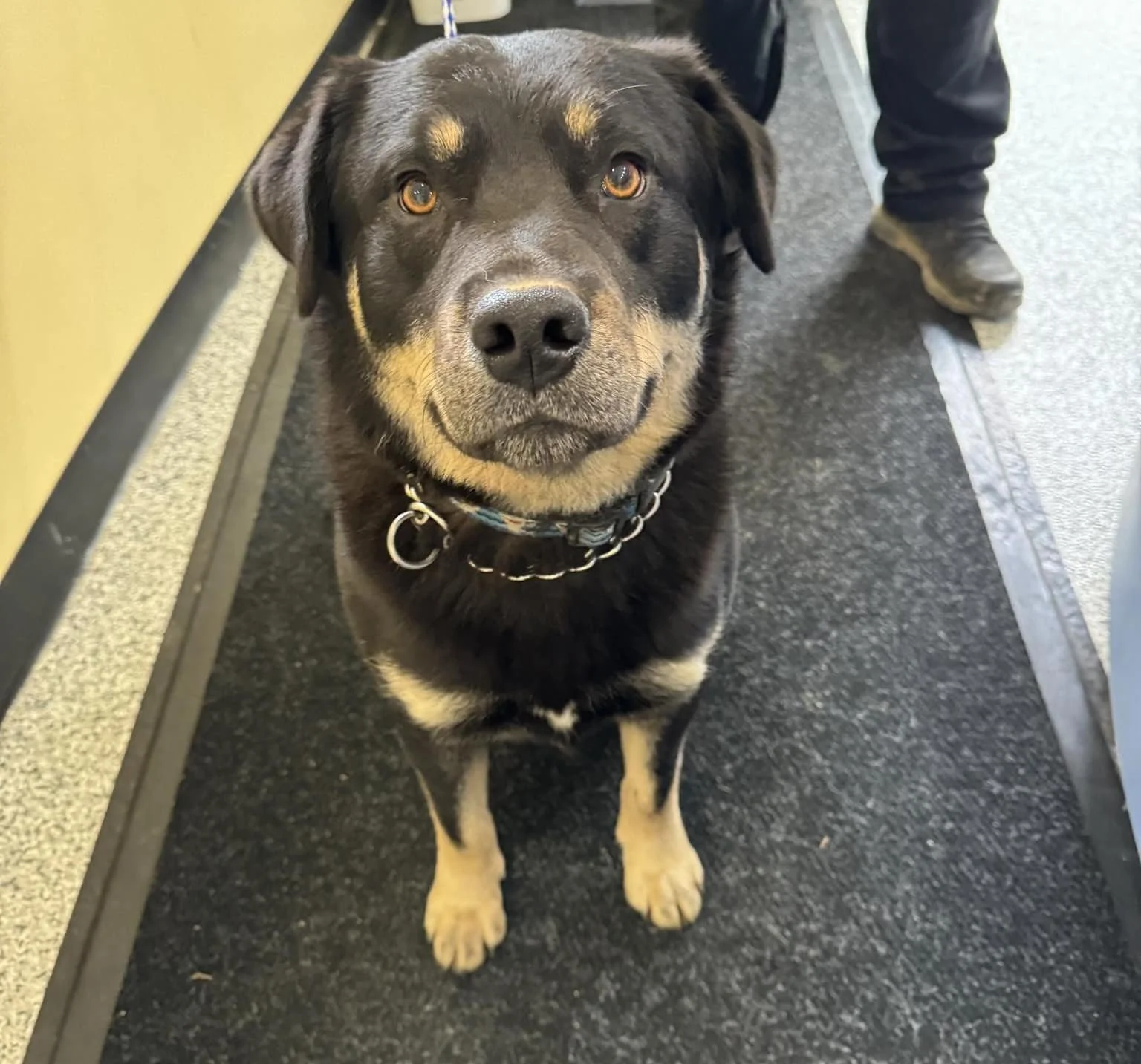 GONE TO SHELTER / HAPPY ENDINGS - NANAIMO BC. / BUDDY / FEB. 10, 2024