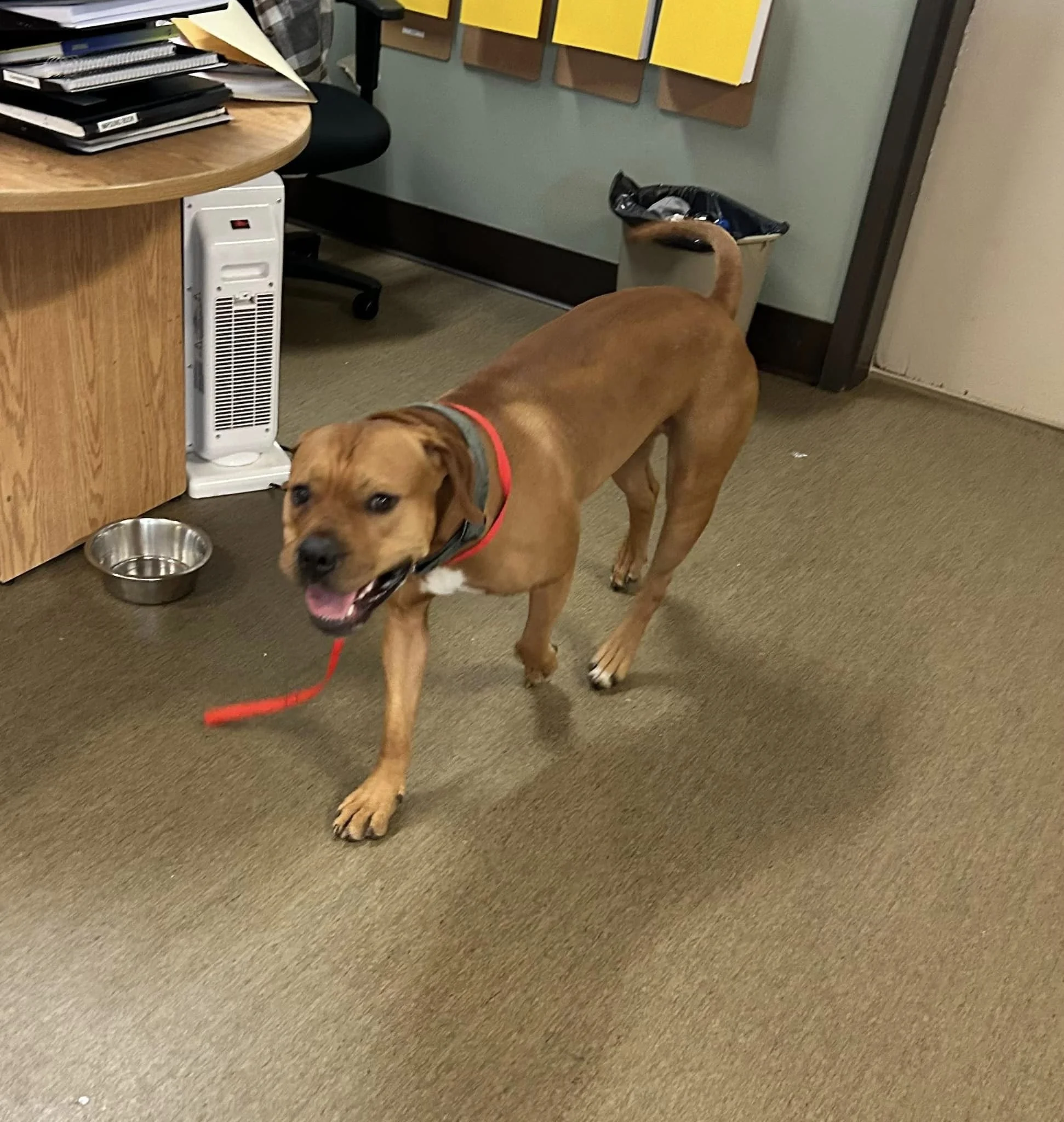 GONE TO SHELTER / HAPPY ENDINGS - NANAIMO BC. / FEB. 9, 2024