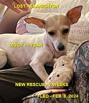 HAPPY ENDINGS - SAANICHTON BC. / DIGGER / FEB. 8, 2024