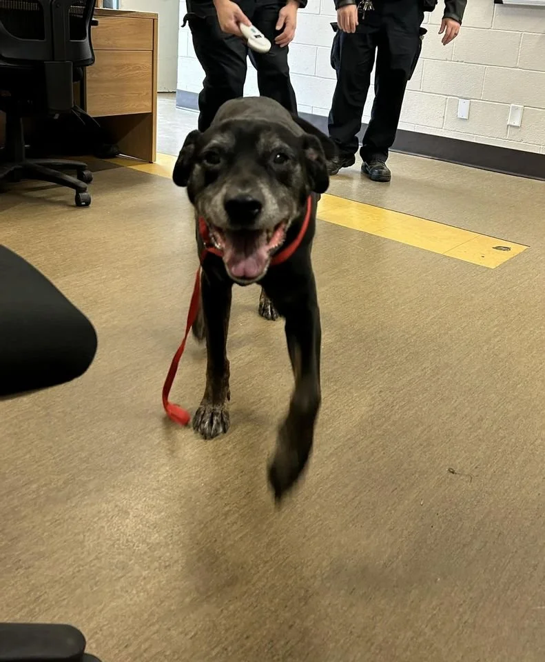 GONE TO SHELTER / HAPPY ENDINGS - NANAIMO BC. / FEB. 7, 2024