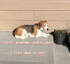 HAPPY ENDINGS - NANAIMO BC. / MAGGIE / MARCH 22, 2024