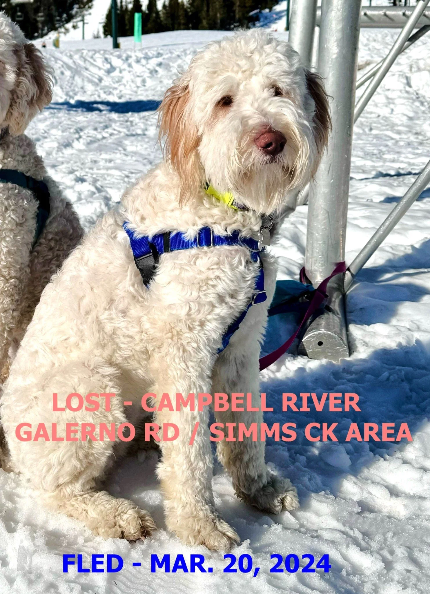 HAPPY ENDINGS - CAMPBELL RIVER BC. / LEIA / MARCH 20, 2024