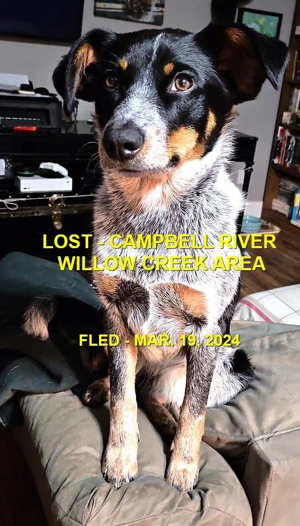 HAPPY ENDINGS - CAMPBELL RIVER BC. / FIN / MARCH 19, 2024