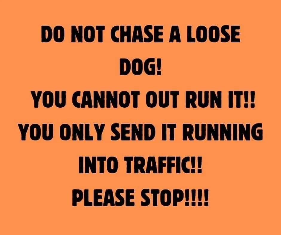 PSA -  NEVER CHASE A RUNNING DOG. YOU WILL NEVER CATCH THEM