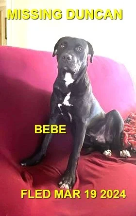 HAPPY ENDINGS - DUNCAN BC. / BEBE / MARCH 19, 2024