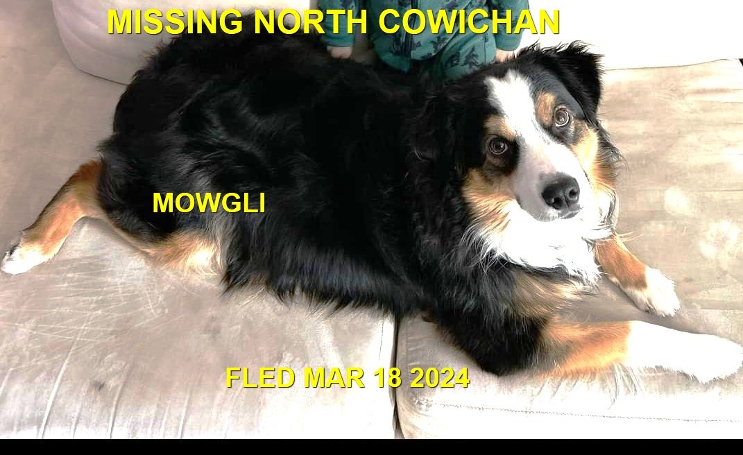 HAPPY ENDINGS - NORTH COW. / DUNCAN BC. / MOWGLI / MARCH 17, 2024