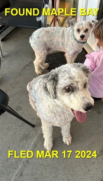 HAPPY ENDINGS - MAPLE BAY DUNCAN BC. / MARCH 17, 2024