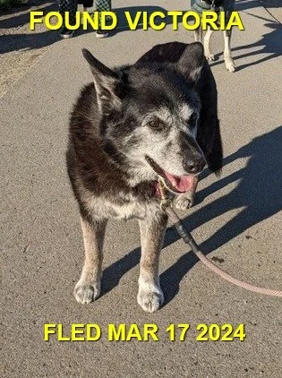 GONE TO SHELTER - VICTORIA BC. / MARCH 17, 2024