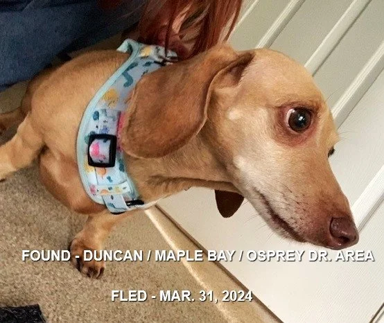 HAPPY ENDINGS - DUNCAN BC / MAPLE BAY / MAR. 31, 2024