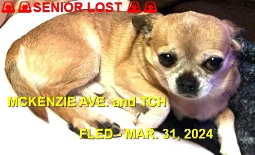 HAPPY ENDINGS -SAANICH BC. / ACORN / MAR. 31, 2024