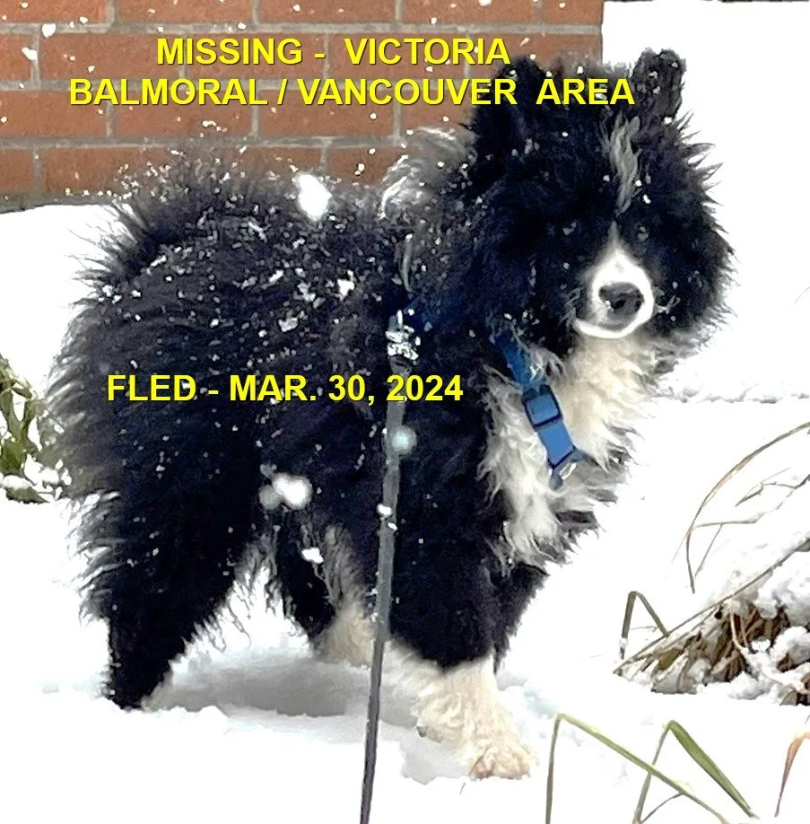HAPPY ENDINGS - VICTORIA BC. / SHADOW / MAR. 30, 2024