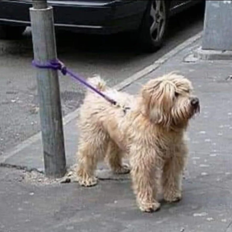 PSA FOR ALL DOGOWNERS 