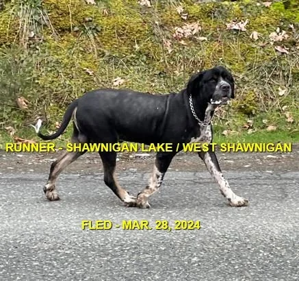 UNRESOLVED - SHAWNIGAN LAKE BC. / MAR. 28, 2024