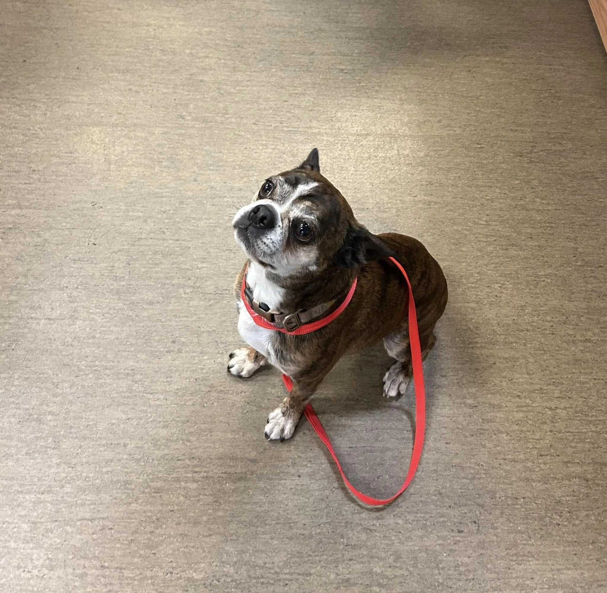 GONE TO SHELTER / OWNER FOUND - NANAIMO BC. / MAR. 29, 2024
