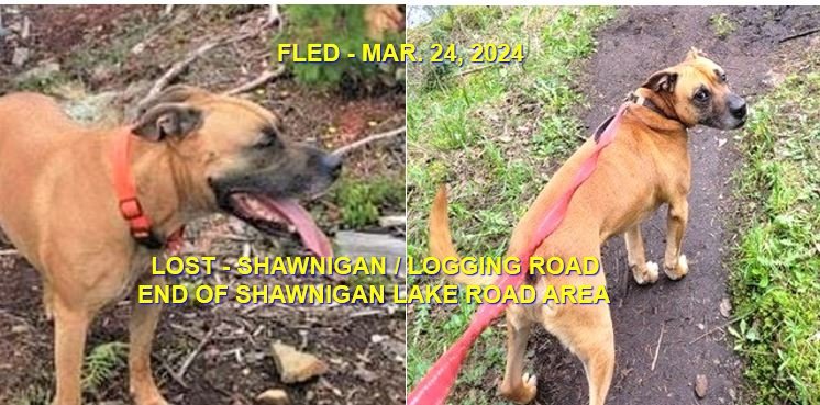 HAPPY ENDINGS - SHAWNIGAN LAKE / CHASE / MAR. 24, 2024