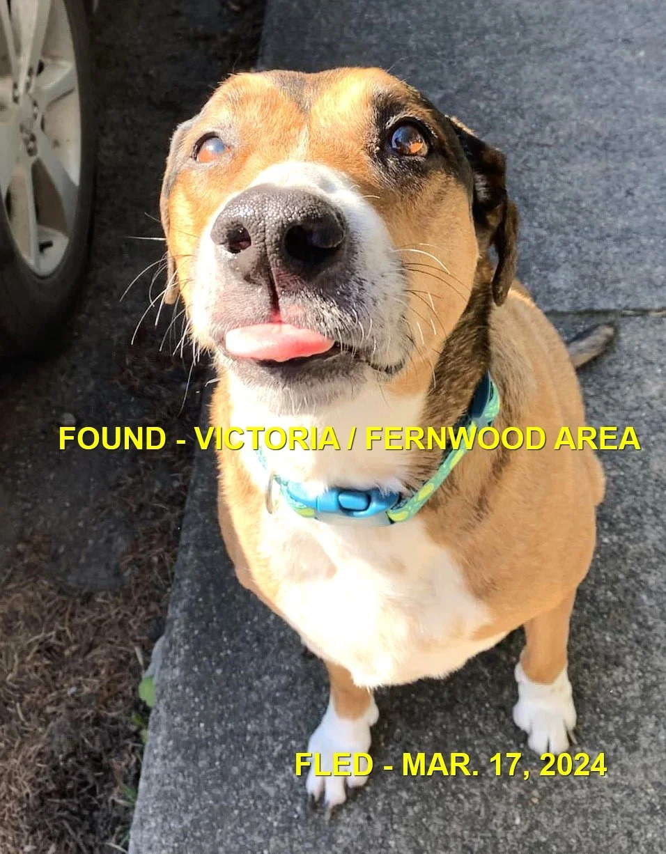 HAPPY ENDINGS - VICTORIA BC. / LEELOO / MAR. 17, 2024