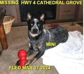 HAPPY ENDINGS - PORT ALBERNI BC. / MINI (CAR ACCIDENT- SAFELY TRAPPED / MAR. 16, 2024