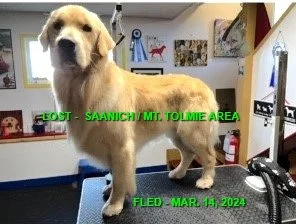 CAME HOME ON OWN - SAANICH BC. / CHESTER / MAR. 14, 2024