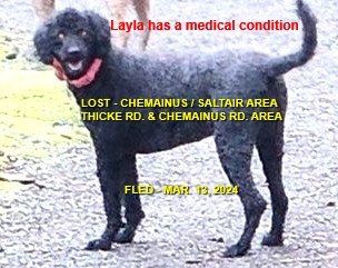 HAPPY ENDINGS - LADYSMITH BC. / LAYLA / MAR. 13, 2024