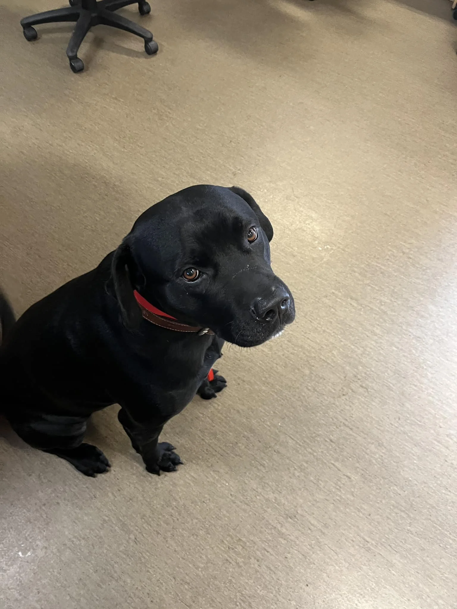 GONE TO SHELTER / HOME -NANAIMO BC. / TYSON / MAR. 12, 2024