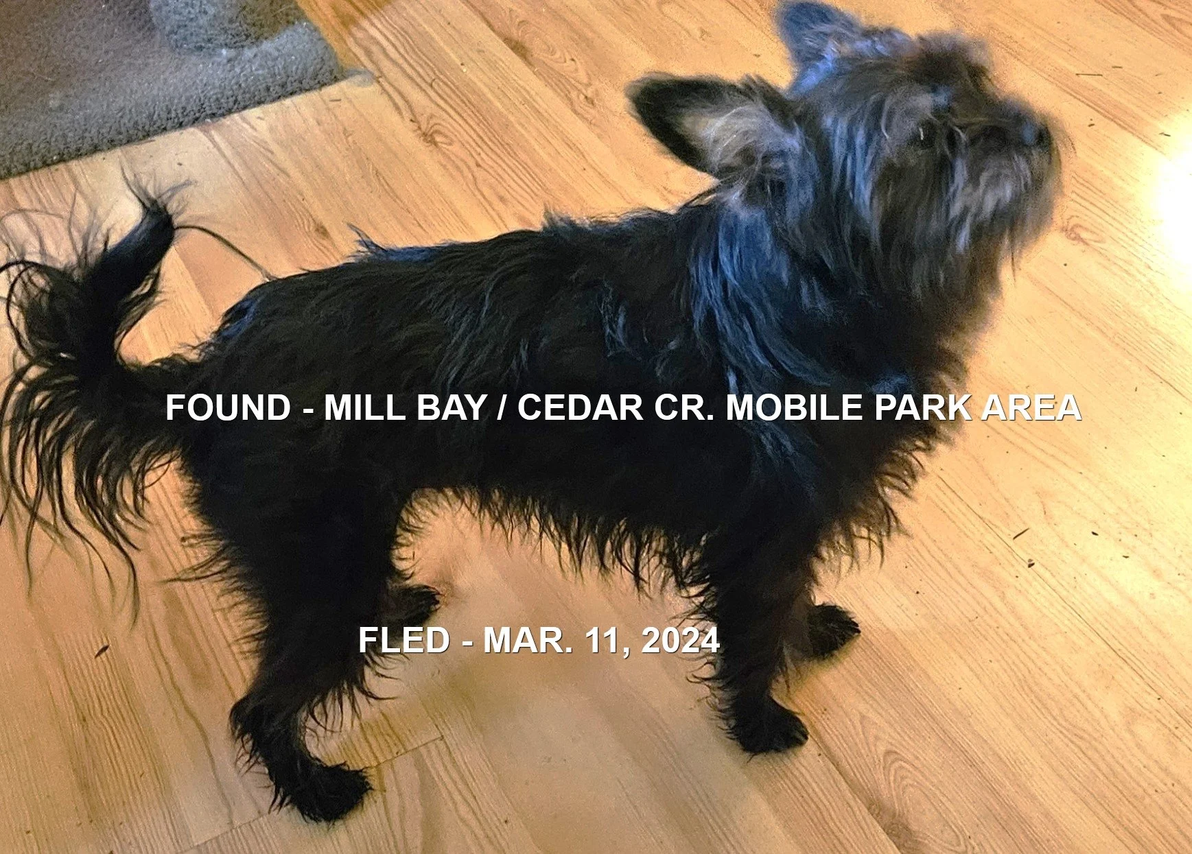 HAPPY ENDINGS - MILL BAY BC. / LUCY / MAR. 11, 2024