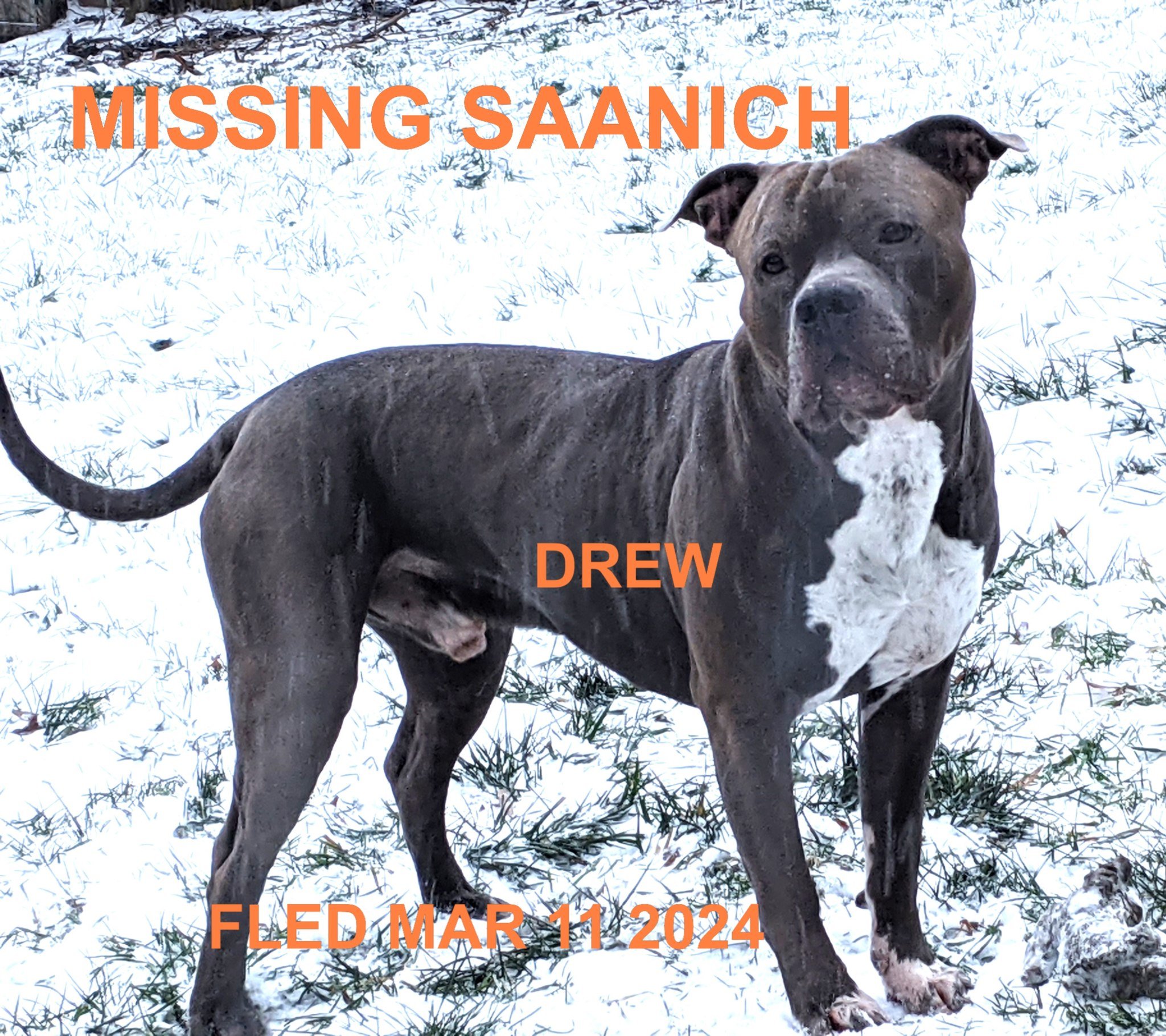 UNRESOLVED / CIVIL SUIT - SAANICH BC. / DREW / MAR. 10, 2024