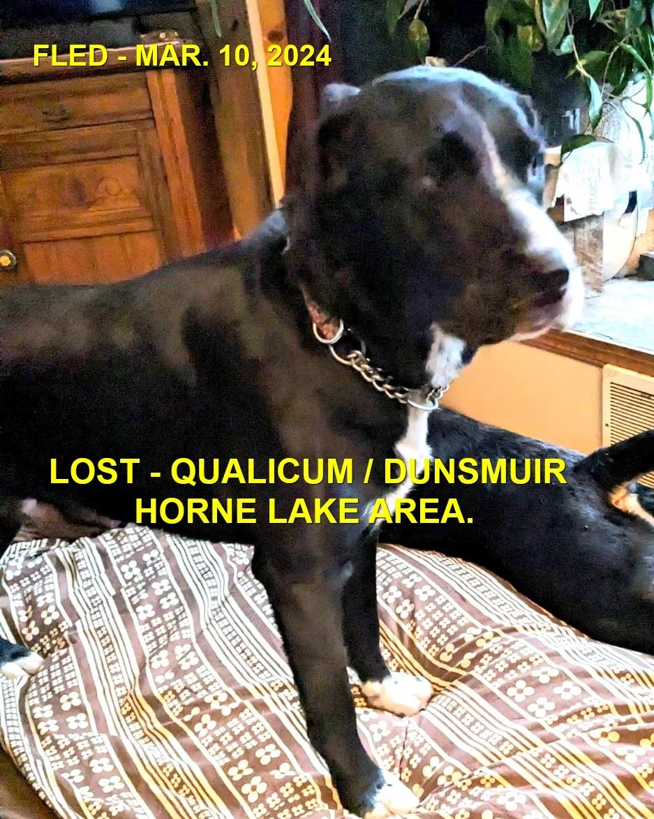 CAME HOME ON OWN - QUALICUM BC. / ARIE / MAR. 10, 2024