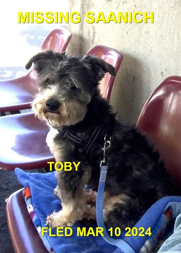 GONE TO SHELTER / HAPPY ENDINGS - ESQUIMALT BC. / TOBY / MAR. 9, 2024
