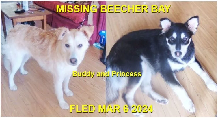 HAPPY ENDINGS - BEECHER BAY / EAST SOOKE BC. / BUDDY &amp; PRINCESS / MAR. 6, 2024