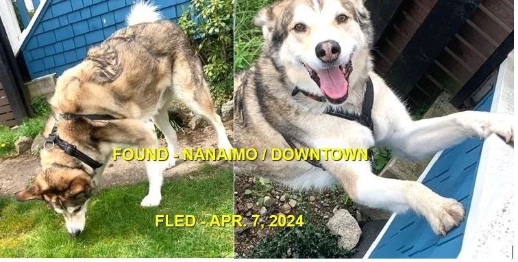 GONE TO SHELTER / GONE HOME - NANAIMO BC. / APRIL 7, 2024