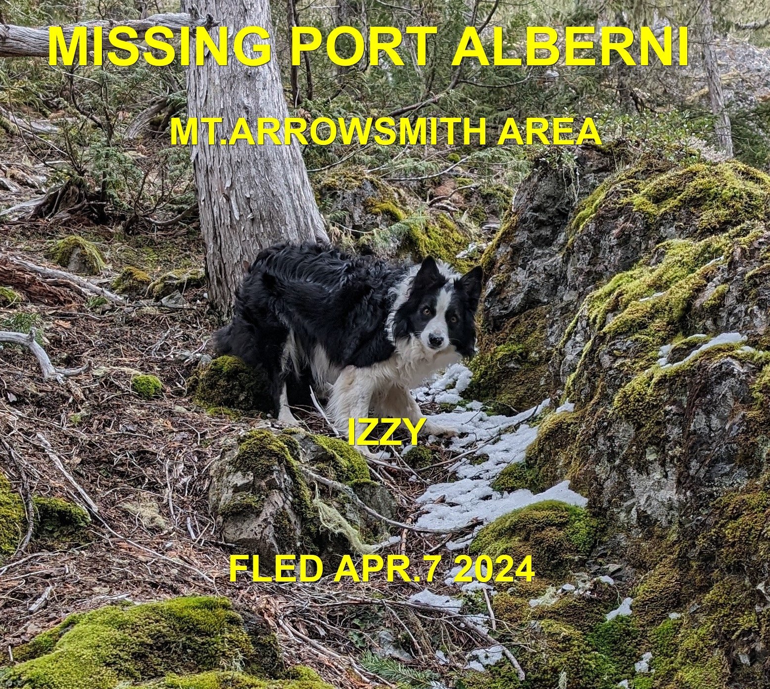 HAPPY ENDINGS - PORT ALBERNI BC. / IZZY / APRIL 6, 2024 / OWNER WAS AIRLIFTED OUT AFTER A FALL.  IZZY WAS FOUND NEXT DAY