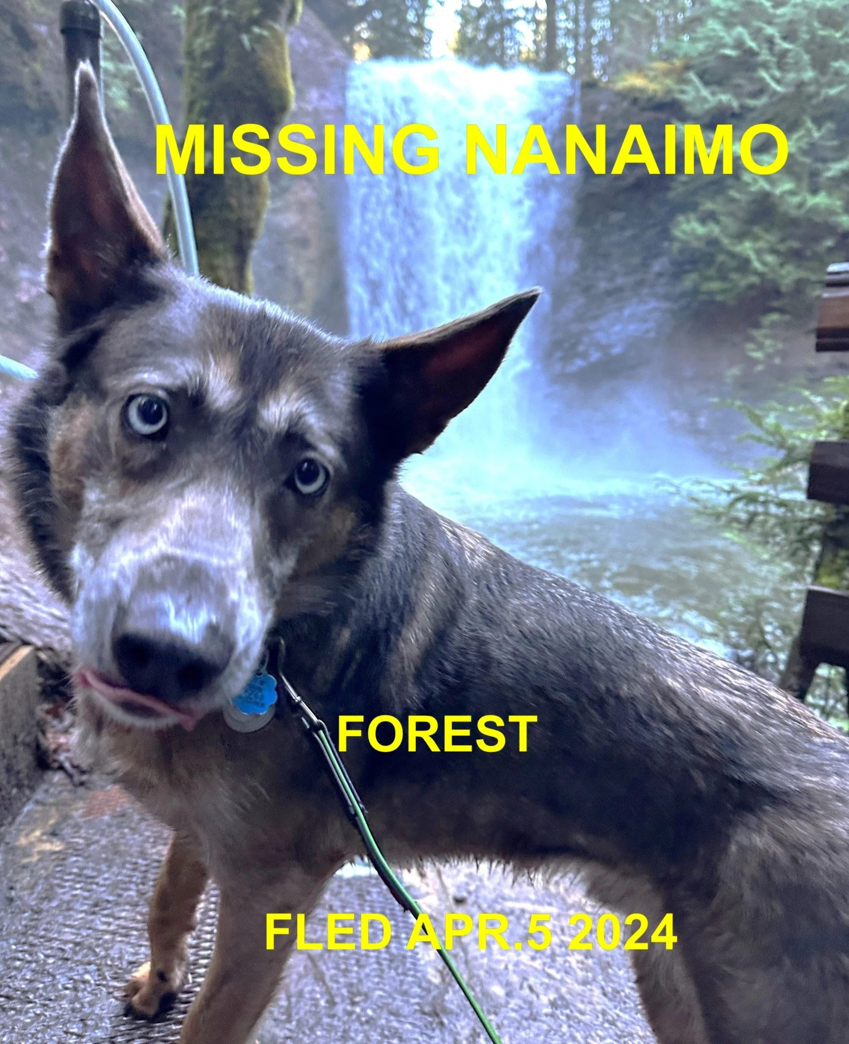 HAPPY ENDINGS - NANAIMO BC. / FORREST / APRIL 5, 2024