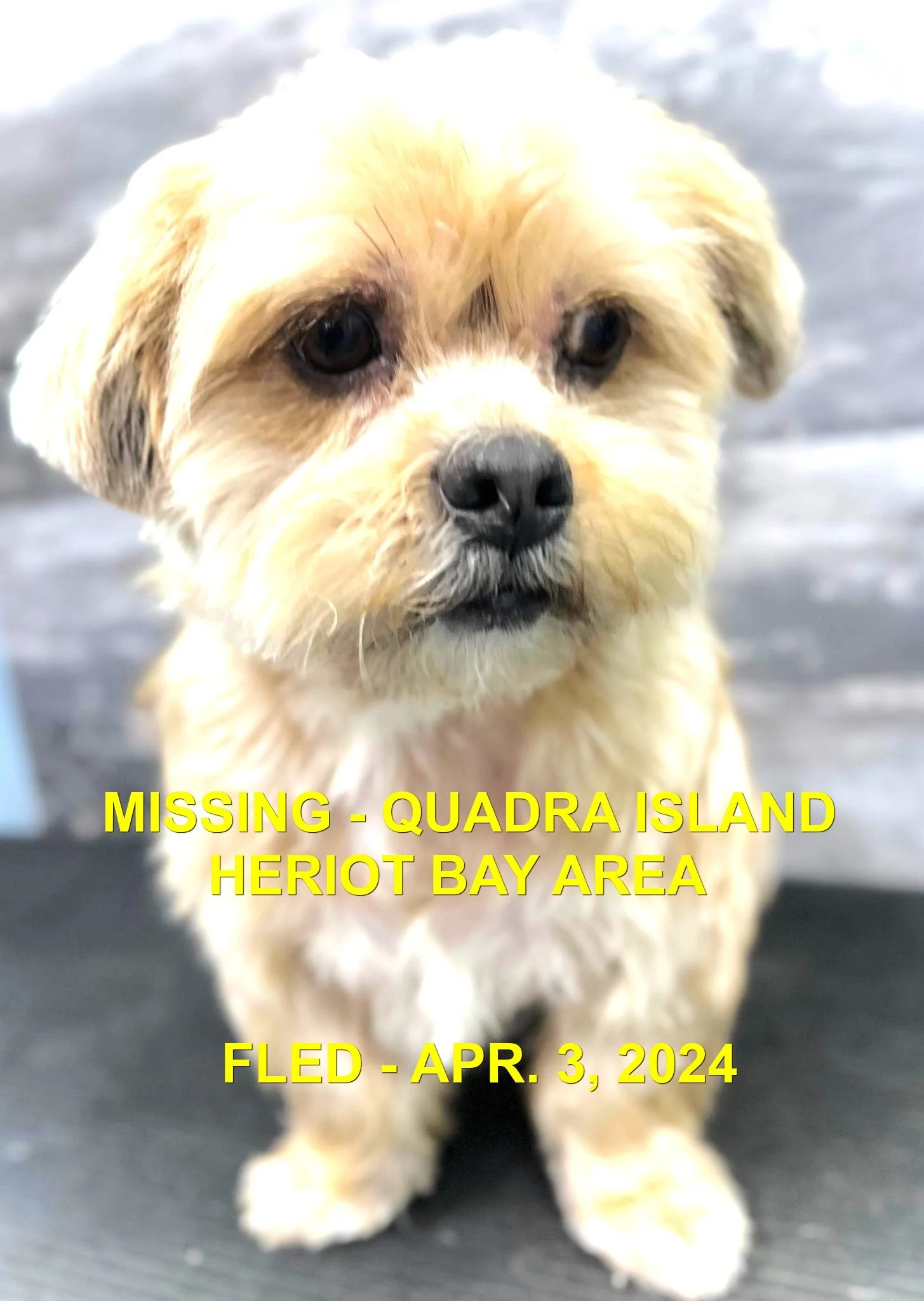 HAPPY ENDINGS - QUADRA ISLAND BC. / WINSTON / APRIL 3, 2024