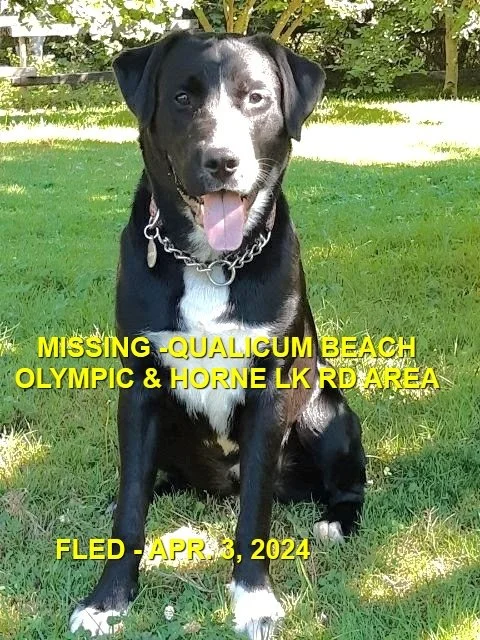 HAPPY ENDINGS - QUALICUM BEACH BC. / ARIE / APRIL 3, 2024