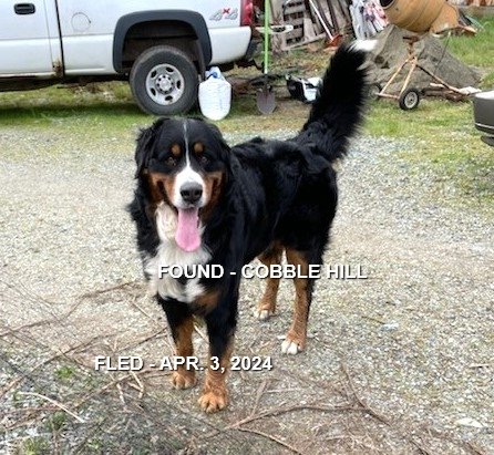 HAPPY ENDINGS - COBBLE HILL BC. / APRIL 3, 2024