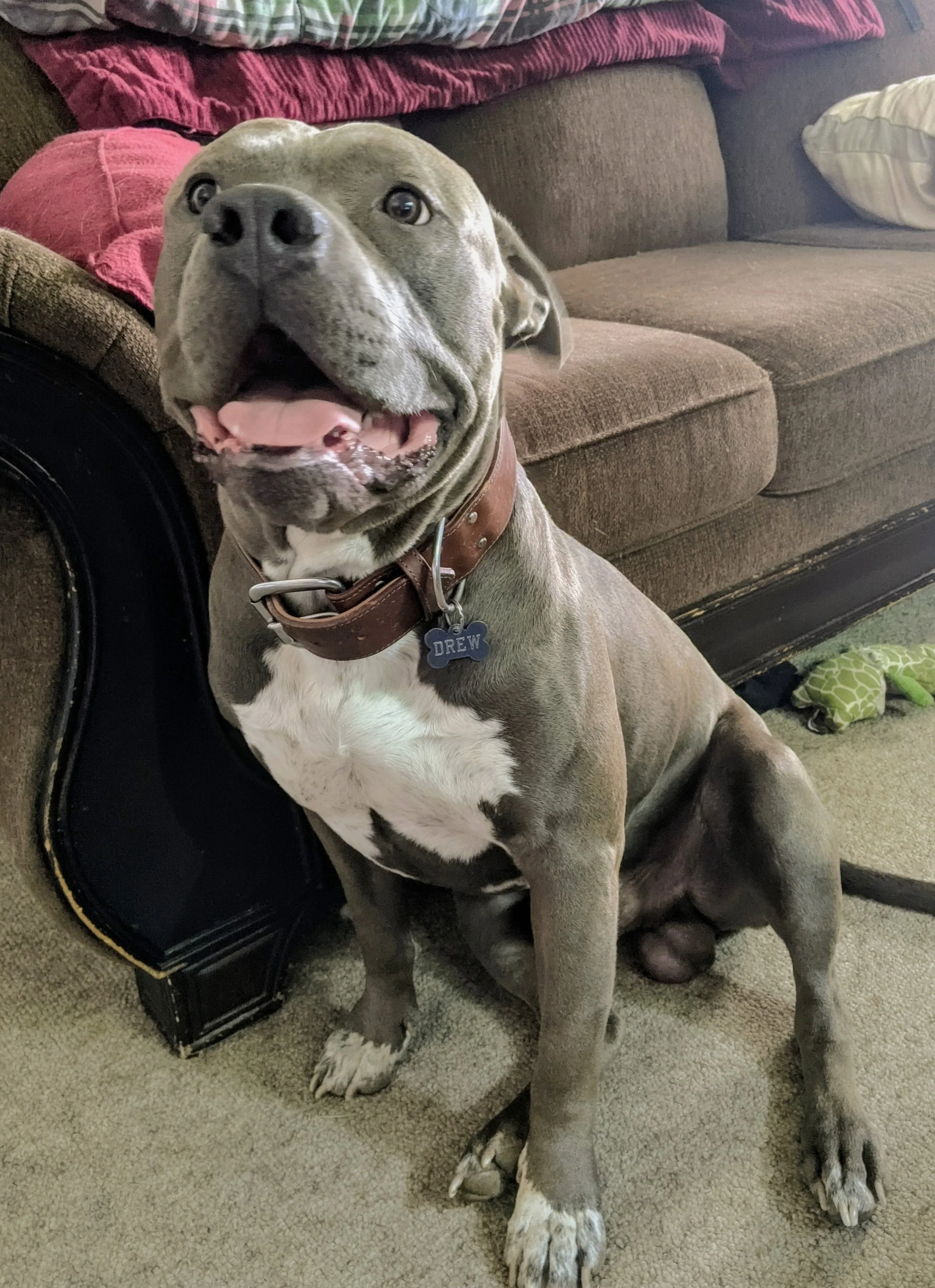 HAPPY ENDINGS - SAANICH BC. / DREW / APRIL 13, 2024 - RETURNED VIA COURT ORDER