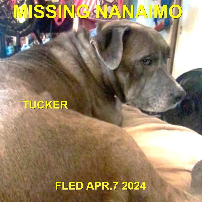 GONE TO SHELTER - NANAIMO BC. / TUCKER / APRIL 7, 2024